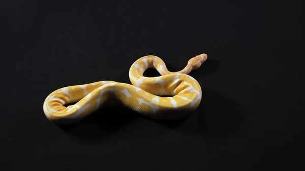 Albino amarelo python rastejando da esquerda para a direita — Fotografia de Stock