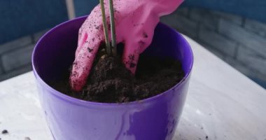 Pembe eldivenli bir kadın vurularak ev bitkisini yeniliyor.