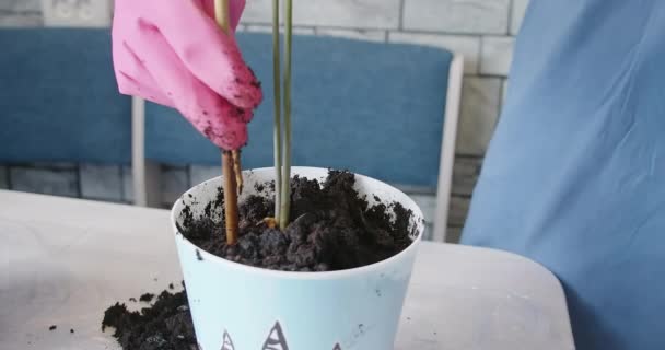 Vídeo de mulher em luvas reseed planta — Vídeo de Stock