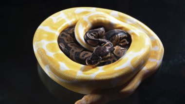 Küçük albino ve topun fotoğrafı. Siyah cam üzerinde kraliyet fünyesi.