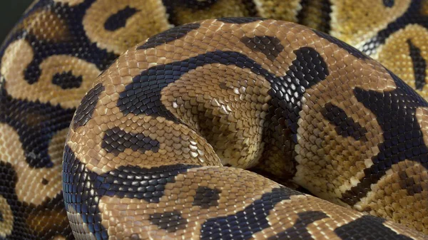 Photo of royal ball python on black — Stock Photo, Image