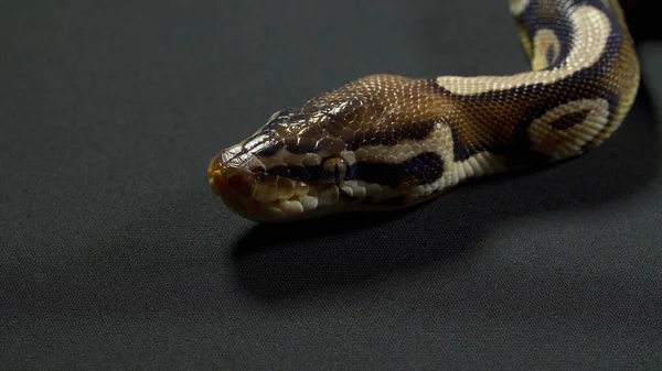 Photo of royal python on black table — Stock Photo, Image