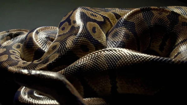 Foto de python real sobre textura oscura — Foto de Stock