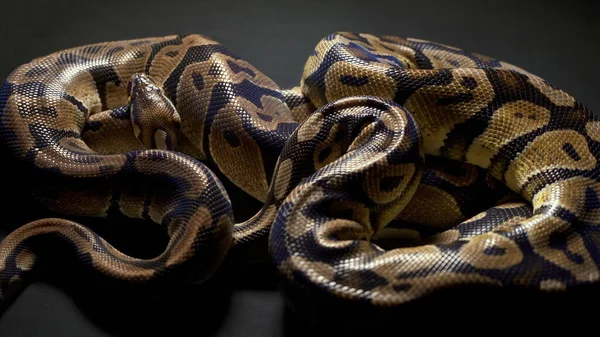 Filmagem de python bola em fundo escuro — Fotografia de Stock