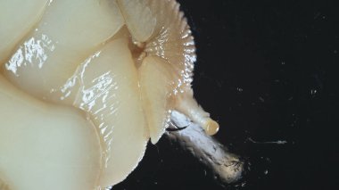 Koyu arkaplanda salyangoz fotoğrafı