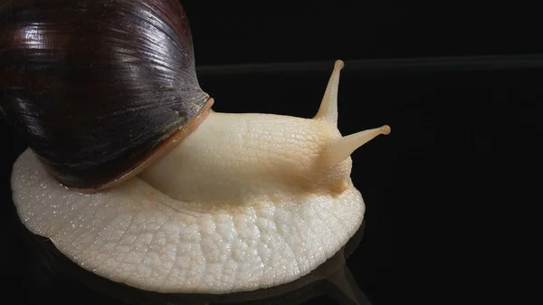 Primer plano de disparo de caracol Achatina sobre fondo negro —  Fotos de Stock