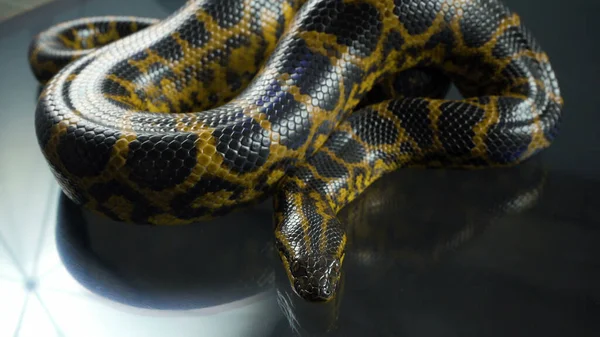Foto de anaconda amarelo com a cabeça no escuro — Fotografia de Stock