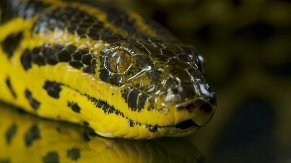 Foo de primer plano de boa anaconda en la oscuridad — Foto de Stock