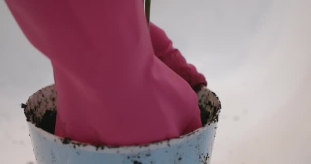 Schieten van de vrouw in roze handschoenen herzaaien plant — Stockvideo