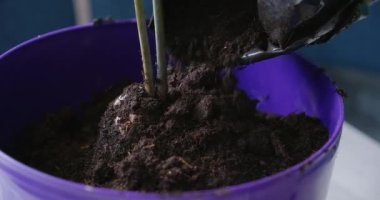 Woman in pink gloves replanting home plant