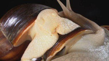 Siyah arka planda iki salyangoz vurmak