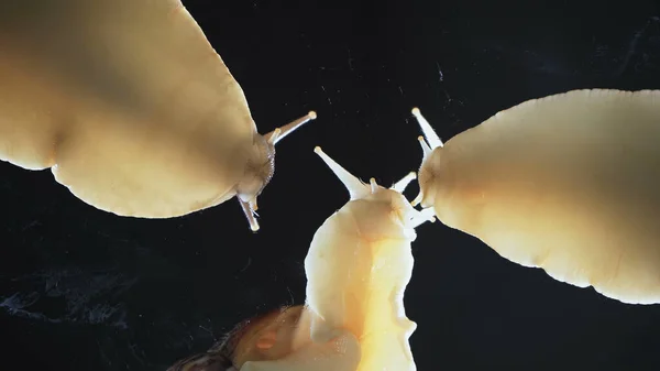 Close up Foto van drie Achatina slakken op zwarte achtergrond — Stockfoto