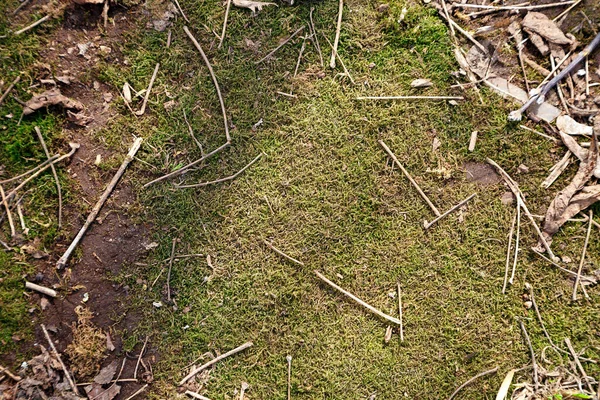 早春に地面に緑の苔のショット — ストック写真