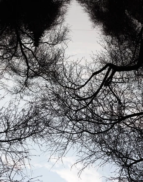 Foto von Bäumen im Park, Blick von unten — Stockfoto