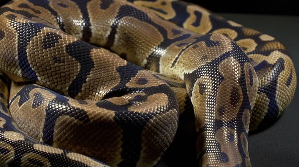Foto de python real em fundo escuro — Fotografia de Stock