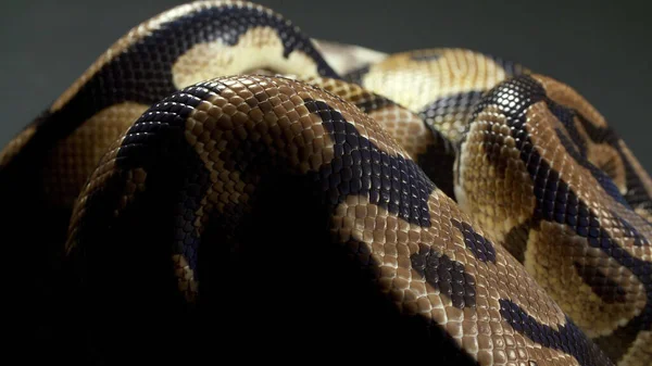 Foto de bola python sobre textura oscura — Foto de Stock