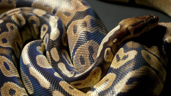 Filmación de python bola real en textura negra — Foto de Stock