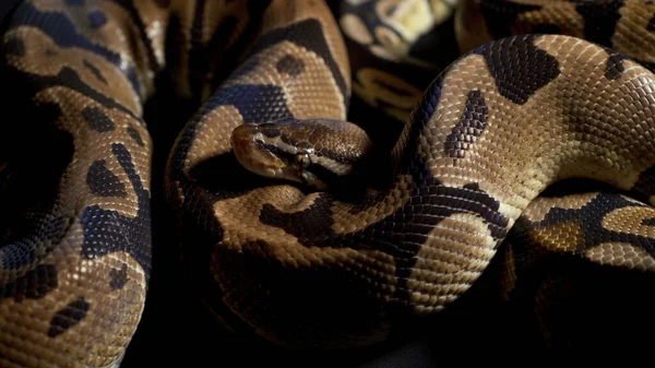 Filmagem de python bola na textura preta — Fotografia de Stock