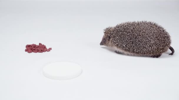 Shooting of hedgehog and milk in the studio on a white background — Stock Video