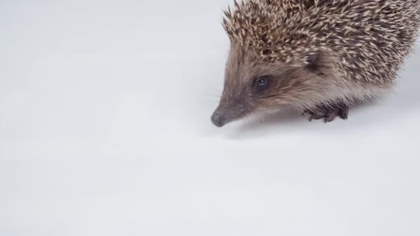 Video of hedgehog in the studio — Stock Video