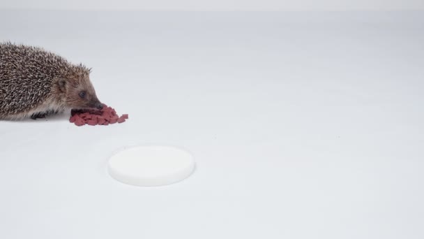 Egel en melk in de studio op een witte achtergrond — Stockvideo