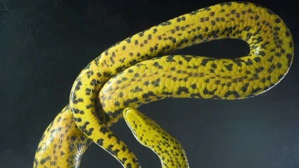 Bild av gul krypa anakonda med nedre vy — Stockfoto