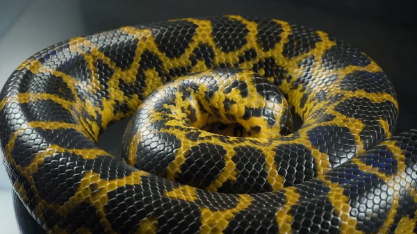 Foto de rastejando amarelo boa anaconda em cinza — Fotografia de Stock