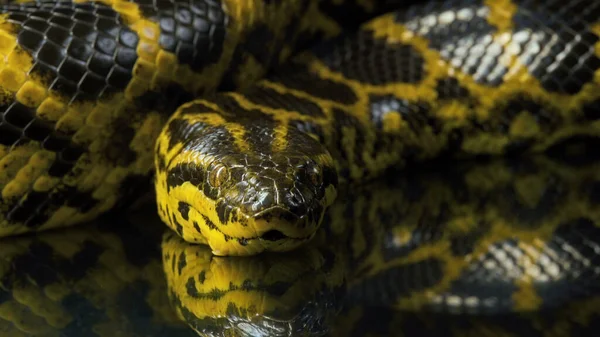 Close-up foto van gele boa anaconda kijkend naar camera — Stockfoto