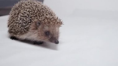 Stüdyoda kirpi çekimi.