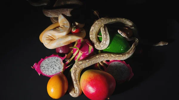 Tiro de frutas exóticas e pythons bola — Fotografia de Stock