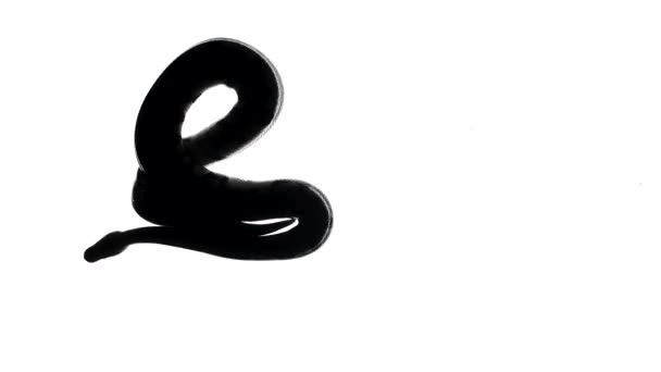 Silhouette serpent noir, caméra du bas — Video