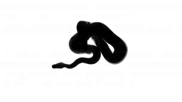 Filmati di silhouette di serpente, fotocamera dal basso — Video Stock