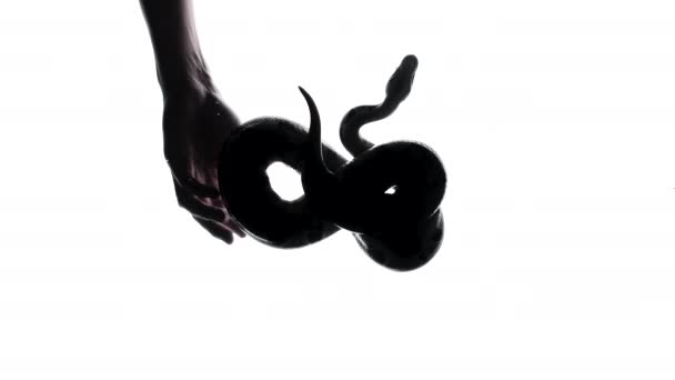 Video of a hand stroking a snake on white, camera from bottom — Stock Video