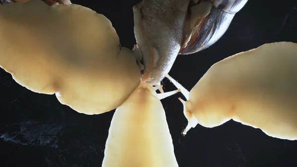 Close up Foto van vier Achatina slakken op zwarte achtergrond — Stockfoto