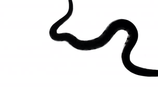 Vidéo de silhouette python, caméra du bas — Video