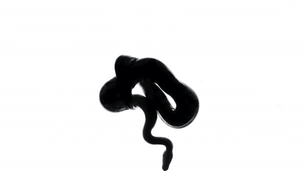 蛇的轮廓，从底部拍摄的镜头 — 图库视频影像