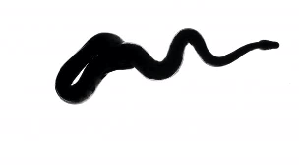 Съемка силуэта черной змеи на белом фоне, камера снизу — стоковое видео