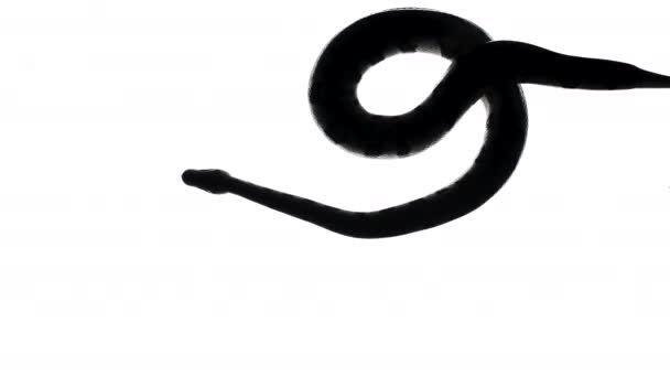 Beelden van zwart slangensilhouet op wit, camera van onderen — Stockvideo