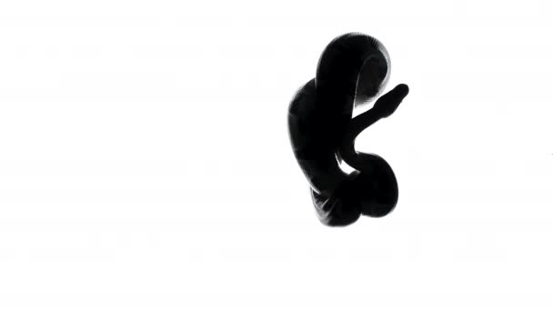 Vidéo de silhouette python sur fond blanc — Video