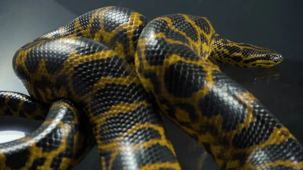 De cerca foto de anaconda amarilla en la oscuridad — Foto de Stock