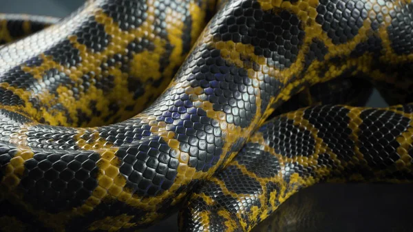 Tiro de anaconda amarelo no escuro, padrão de pele — Fotografia de Stock