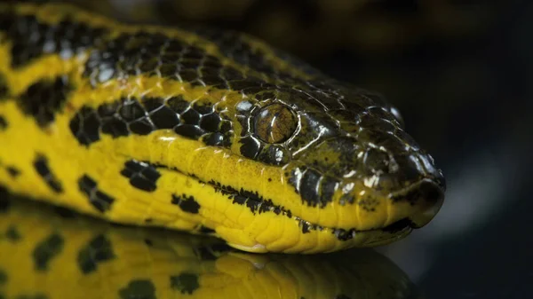 Κοντινό πλάνο γυρίσματα του κίτρινου anaconda με κεφάλι — Φωτογραφία Αρχείου