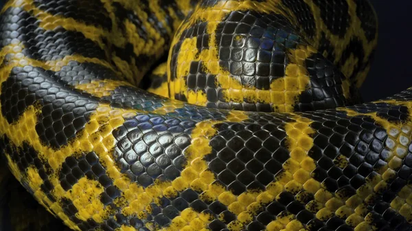 Tiro de close-up de anaconda amarelo no escuro — Fotografia de Stock