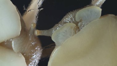 Siyah arka planda Achatina salyangozlarının Macro 'su