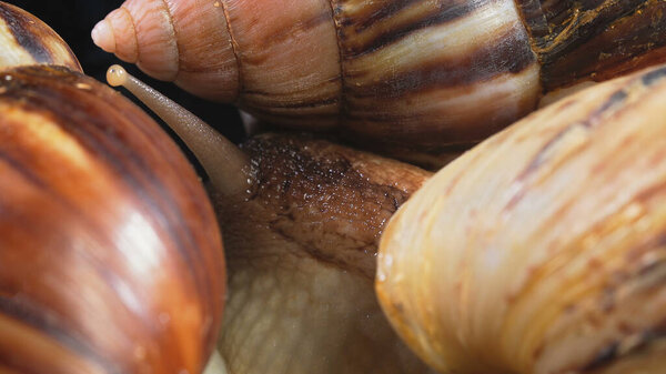 Closeup shooting of Achatina snails on dark background