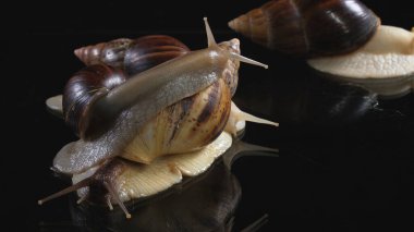 Achatina 'yı cama yakın çekim