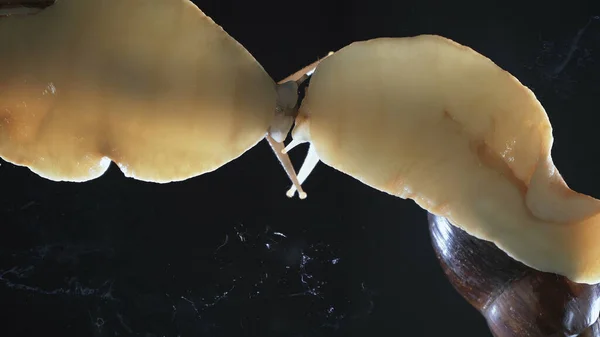 Foto von zwei Achatina-Schnecken auf dunklem Hintergrund — Stockfoto