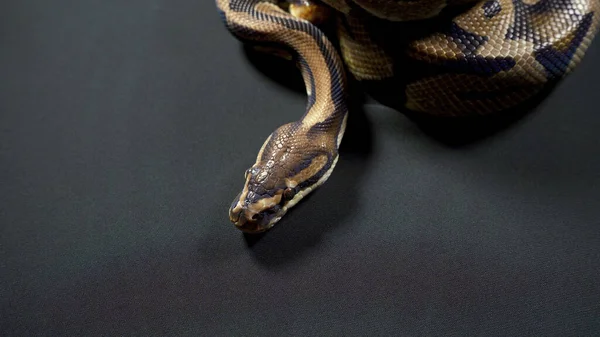 Foto de python bola real no fundo escuro preto — Fotografia de Stock