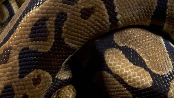 Foto de python bola real no fundo — Fotografia de Stock