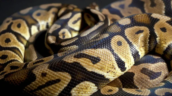 黑暗背景下的球蟒蛇的影像 — 图库照片